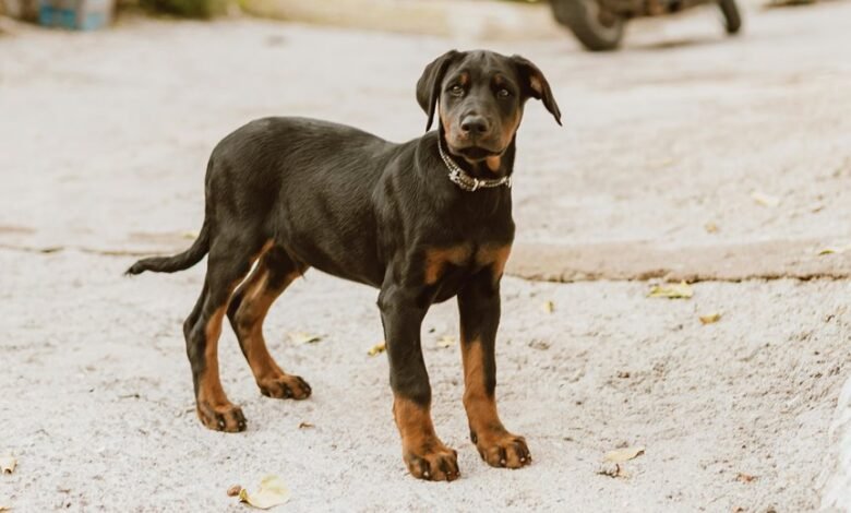 pet care alert system