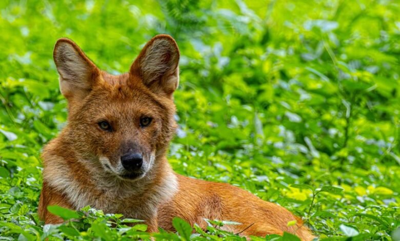 zenith contact information provided